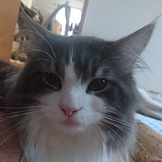 shinobuさんの実例写真