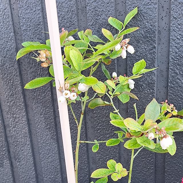 hanapanさんの部屋