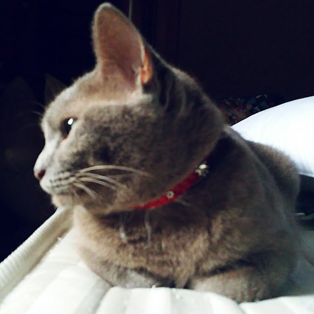 Yukikoさんの実例写真