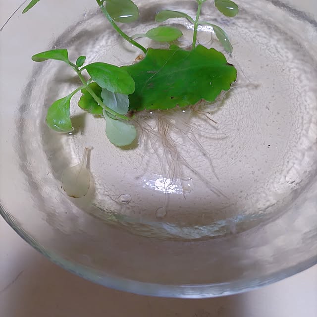 andoreさんの実例写真