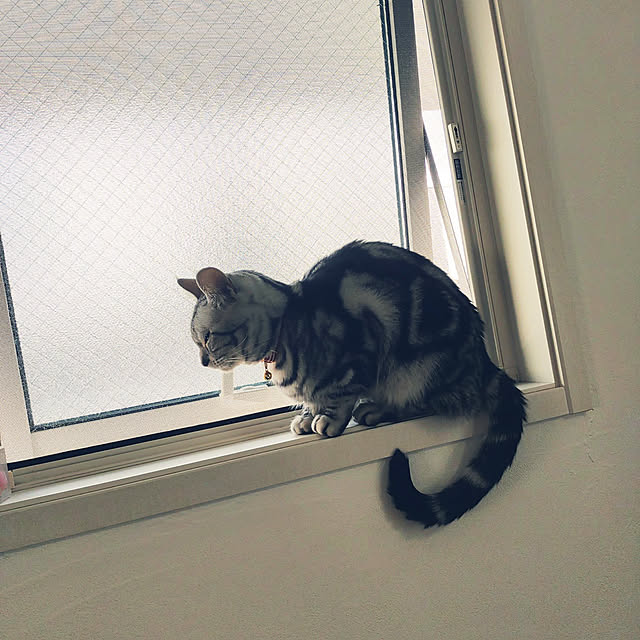 wahahaさんの実例写真