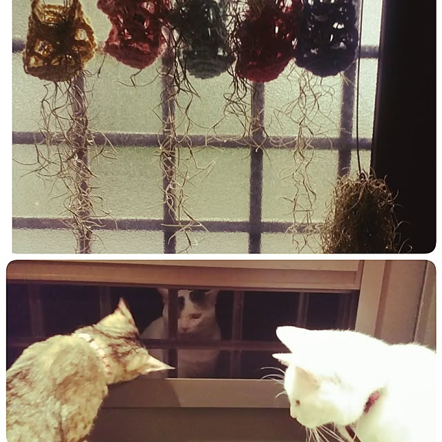 amu_latteさんの実例写真