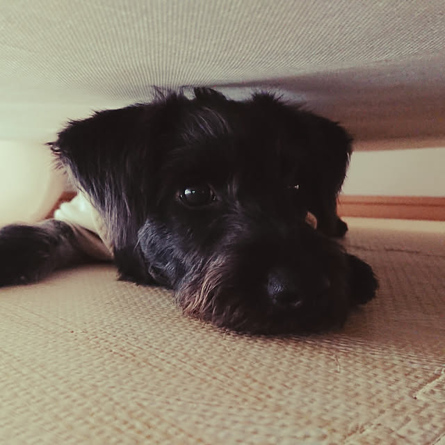 Yukariさんの実例写真