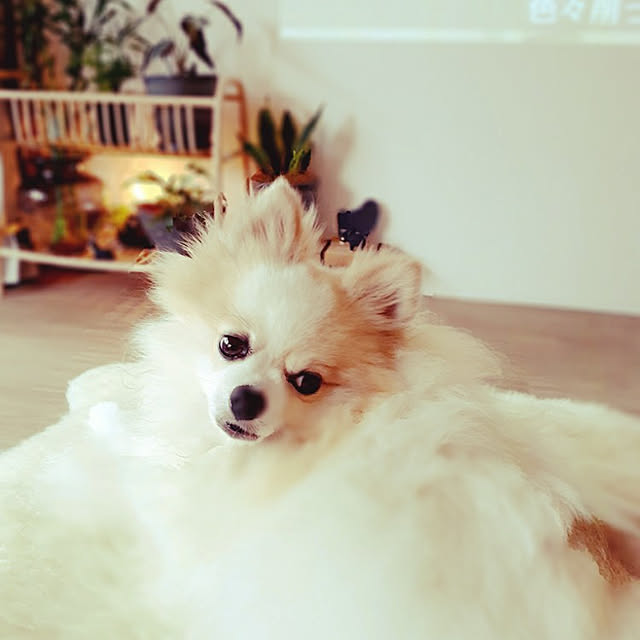 noahさんの実例写真
