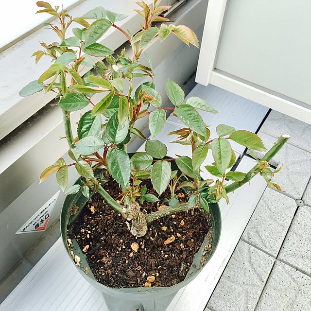 yakitoripieさんの実例写真