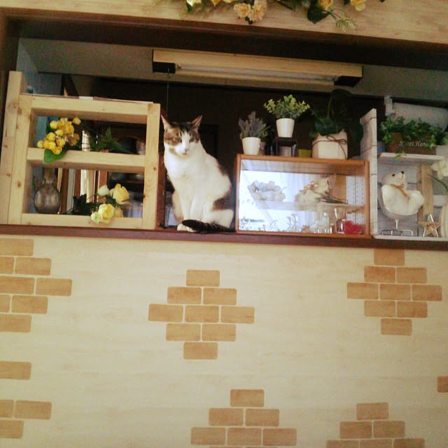 キッチンのインテリア実例 - 2017-05-09 18:00:48