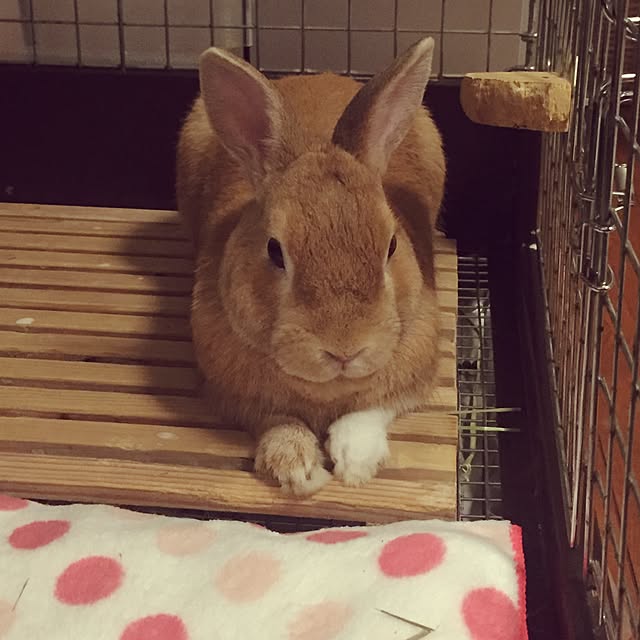 popumaronさんの実例写真