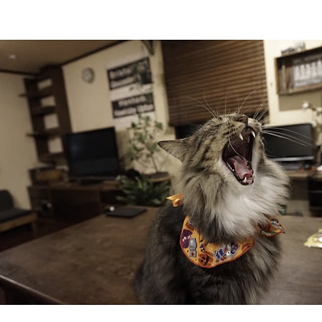 jnkaiさんの実例写真