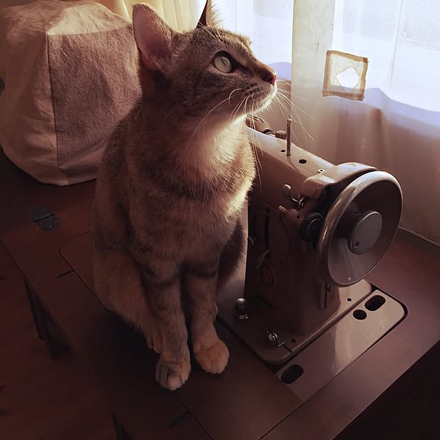 ROBI-FUKUさんの実例写真