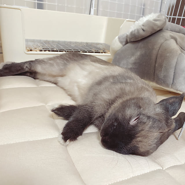 fumofumoさんの実例写真