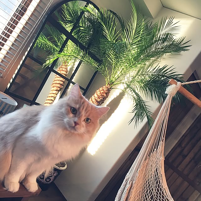 maruさんの実例写真