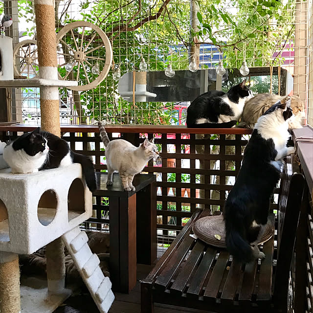 butachanさんの実例写真