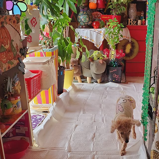 kumutanさんの実例写真