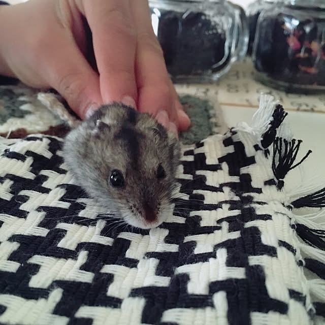 hamtaさんの実例写真