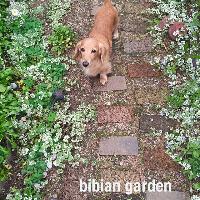bibianさんの実例写真