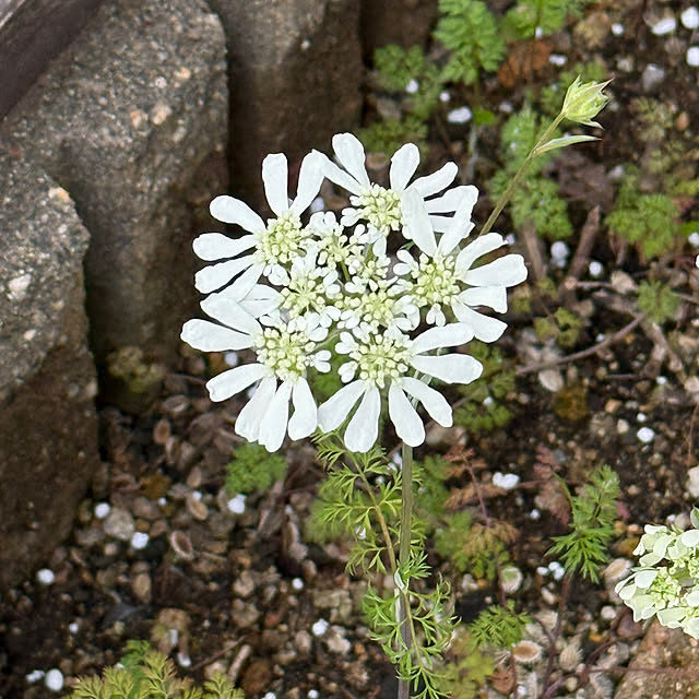 zuccoさんの部屋