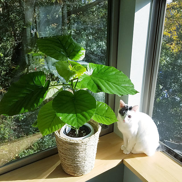 minesako163さんの実例写真