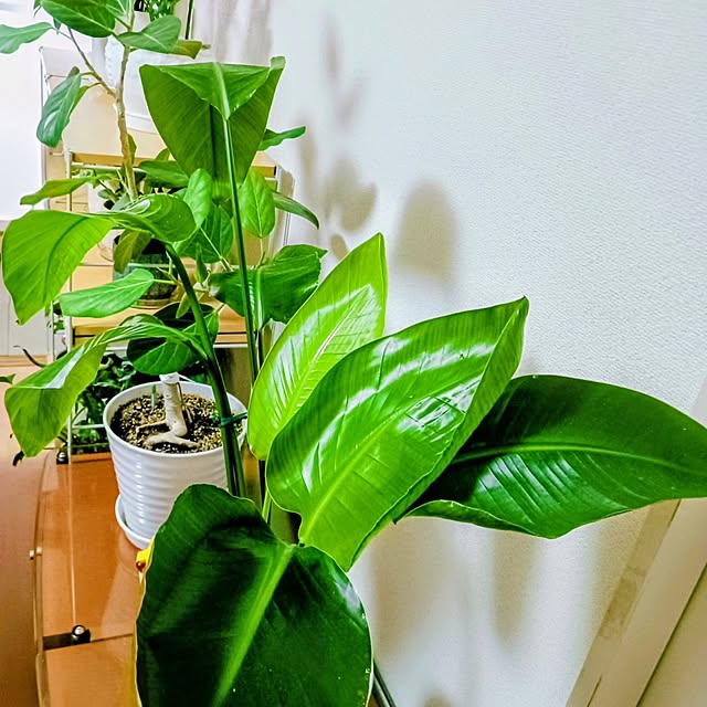 hanachanさんの部屋