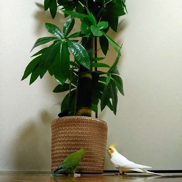toratanさんの実例写真