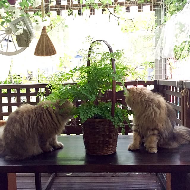 butachanさんの実例写真