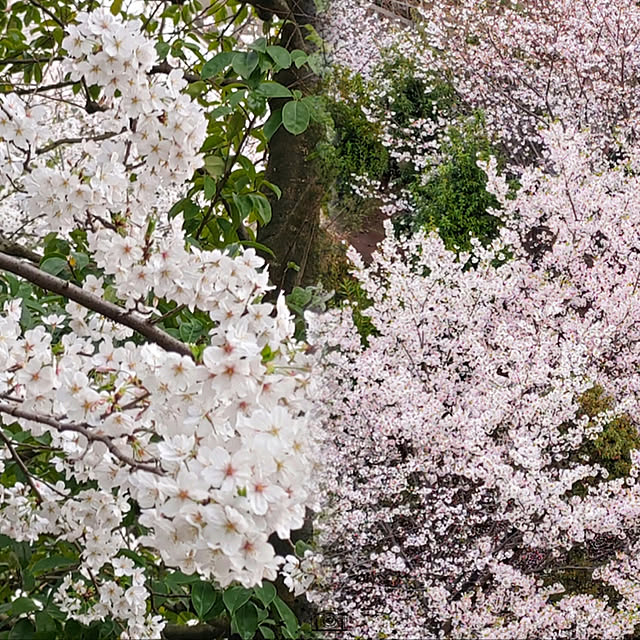 実例写真