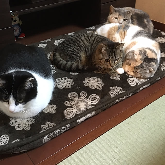 机/和室/猫と暮らす/猫だけでゴメンナサイ！/猫だけですみません。...などのインテリア実例 - 2017-11-21 22:39:37