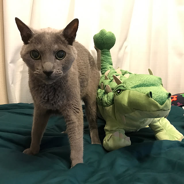 Ruukoさんの実例写真