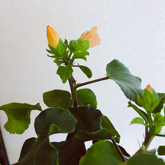 hanachanさんの部屋