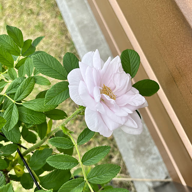 yoshibuさんの実例写真