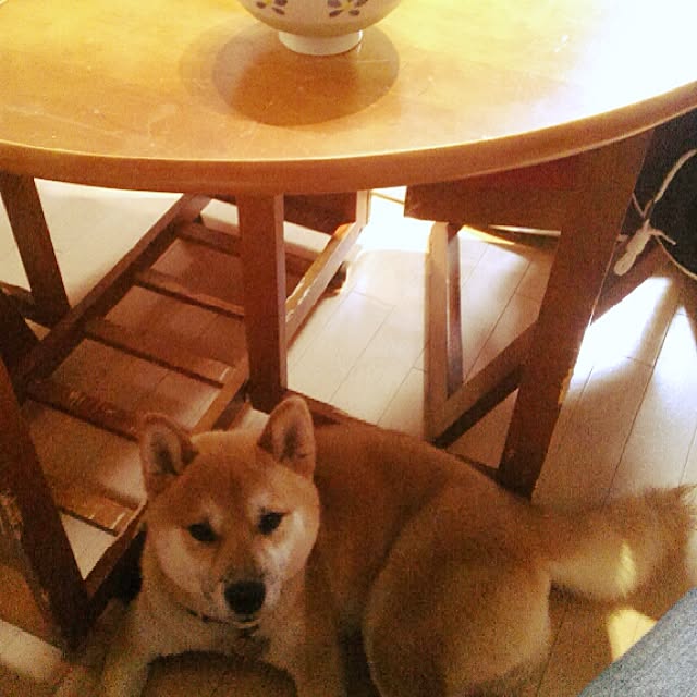 kotaさんの実例写真