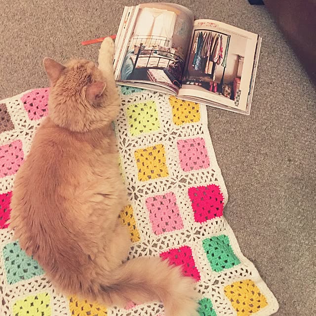 nekohigeさんの実例写真