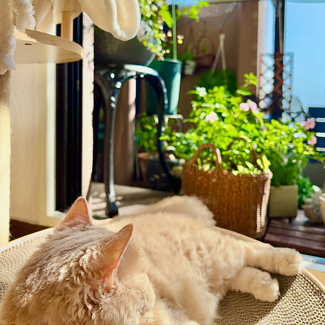 naokoさんの実例写真