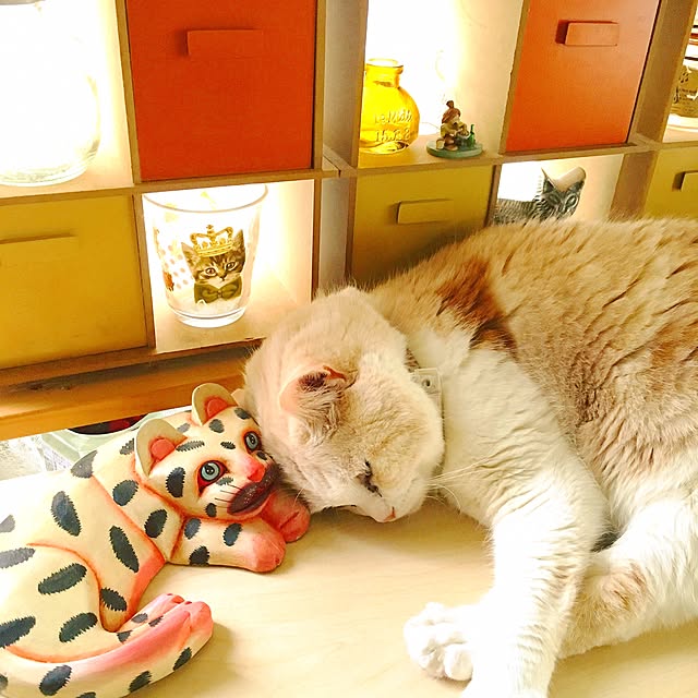 Watanabejunpilさんの実例写真