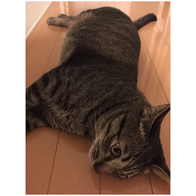 nyan.73さんの実例写真