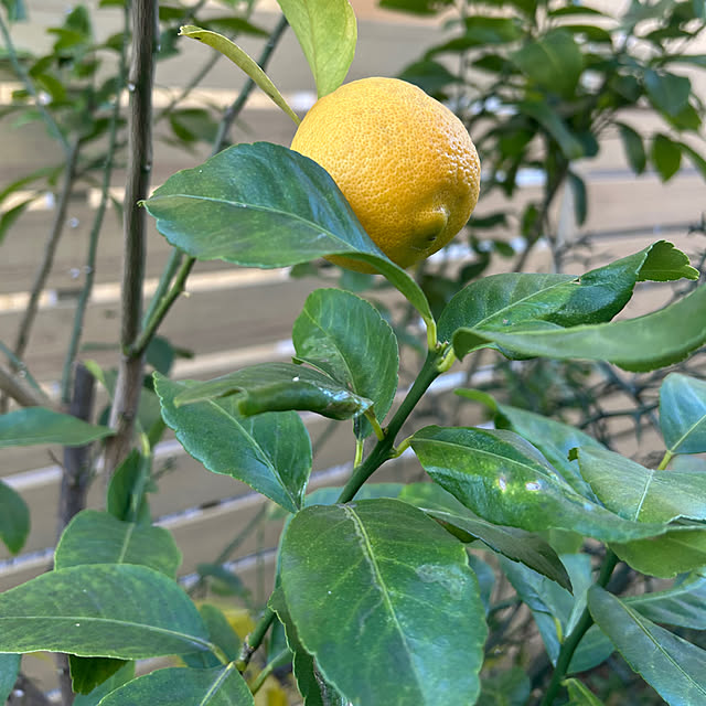 magnoliaさんの部屋
