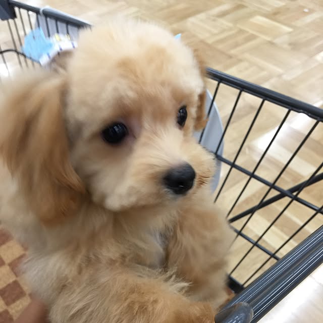 necocoroさんの実例写真