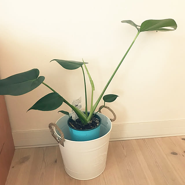 リビング/ニトリ/観葉植物/ナチュラルのインテリア実例 - 2018-07-24 15:27:28