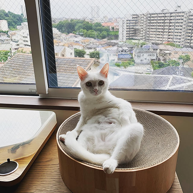 棚のインテリア実例 - 2021-01-31 09:59:20
