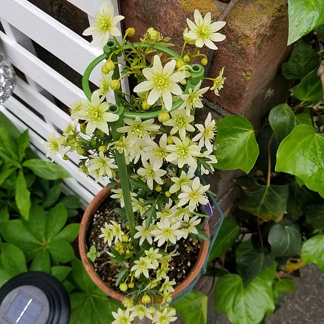 midoriさんの部屋