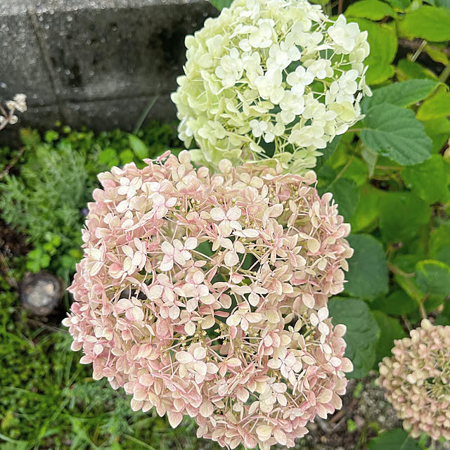 yokoさんの実例写真