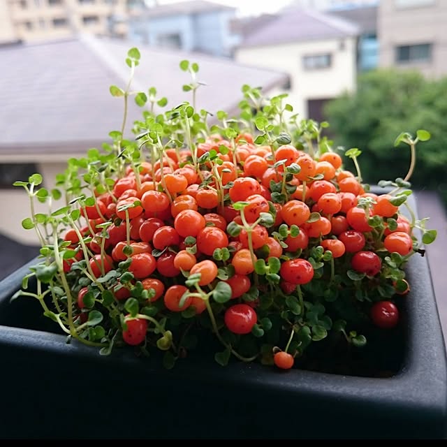 Type.Rさんの実例写真