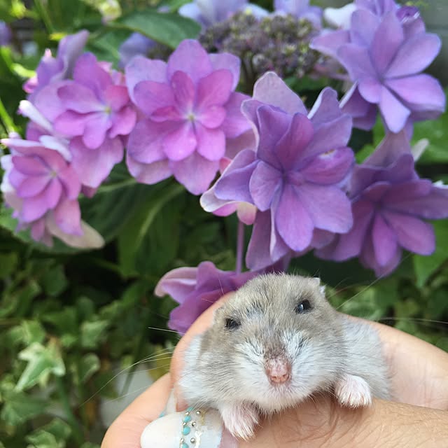 ベッド周り/ハムスター飼ってます◡̈♥︎/ベッドじゃなくてペット♡/ベッド周りではありません/緑のある暮らし...などのインテリア実例 - 2016-05-31 10:34:59