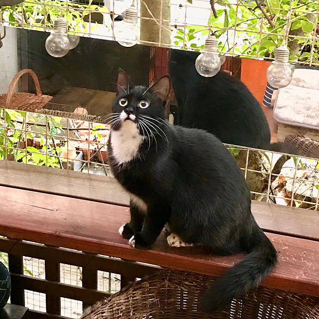 butachanさんの実例写真