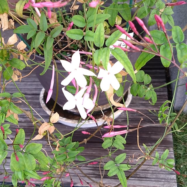 kakkaさんの実例写真