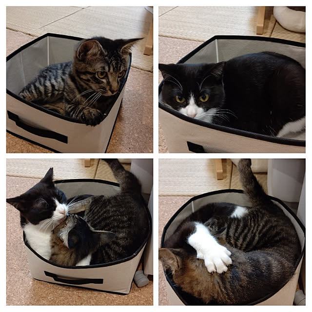 hihaさんの実例写真