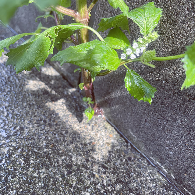 Ohigeさんの部屋