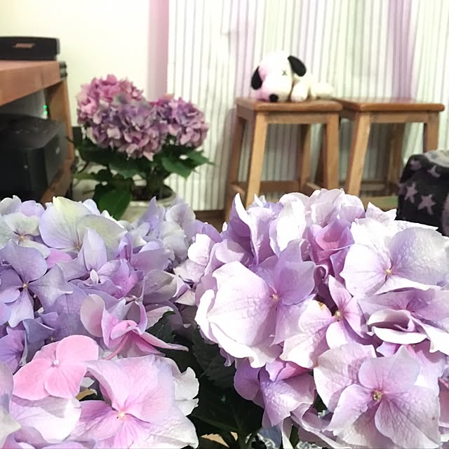 実例写真