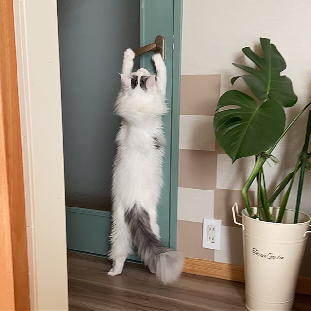 miwaさんの実例写真
