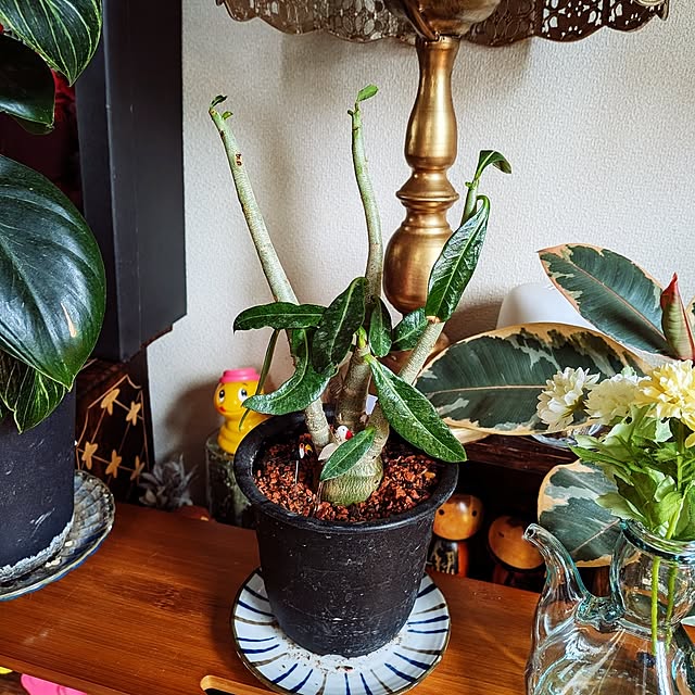 umeboshicyanさんの部屋