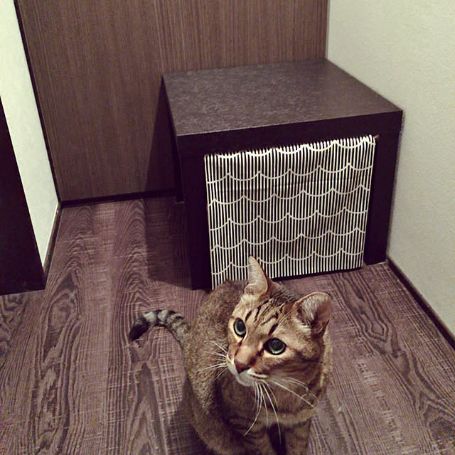 tokotokoさんの実例写真